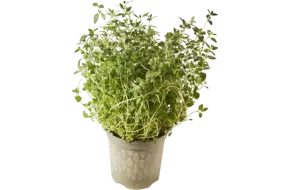 BIO Tijm in pot doos 2st